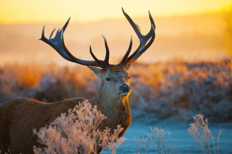 Deer #001