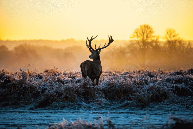 Deer #003