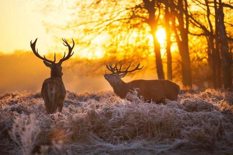 Deer #004