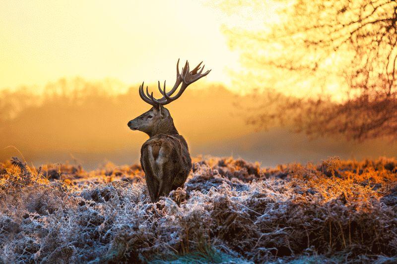 Deer #005