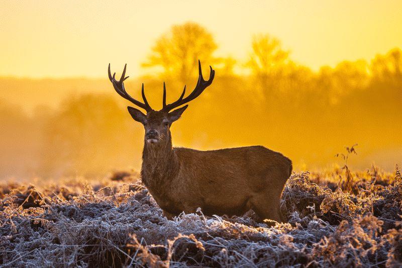 Deer #006