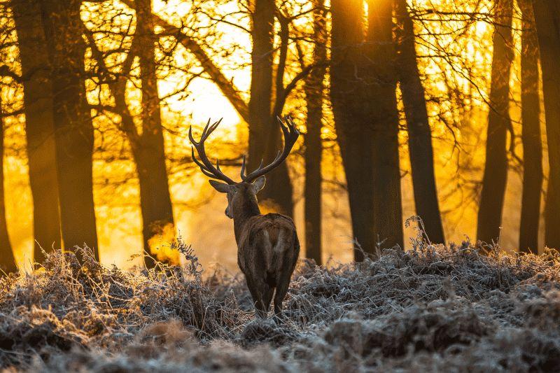 Deer #007