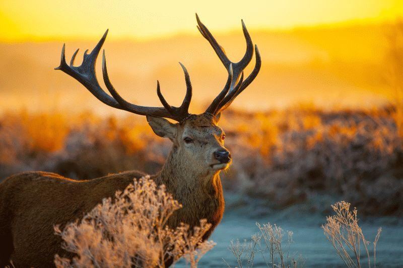 Deer #008