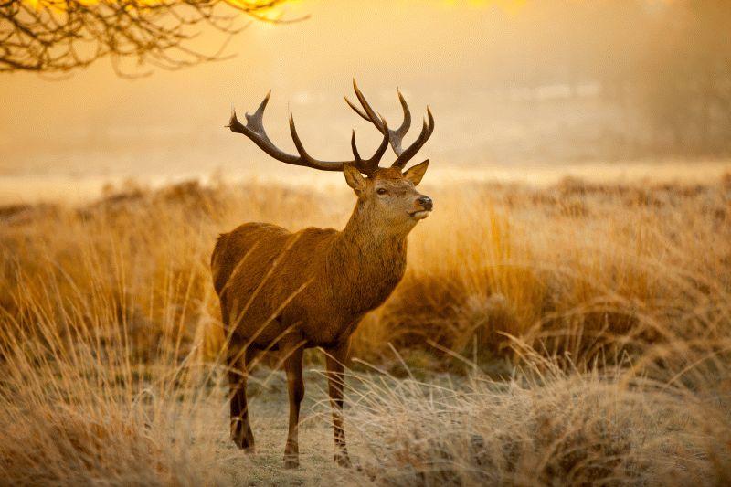 Deer #009