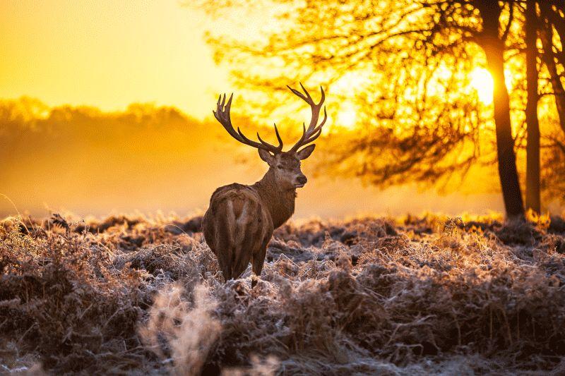 Deer #010