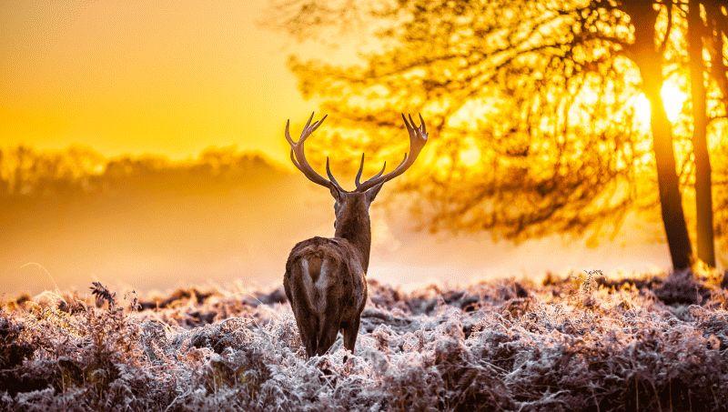 Deer #011