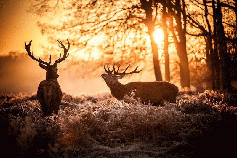 Deer #012