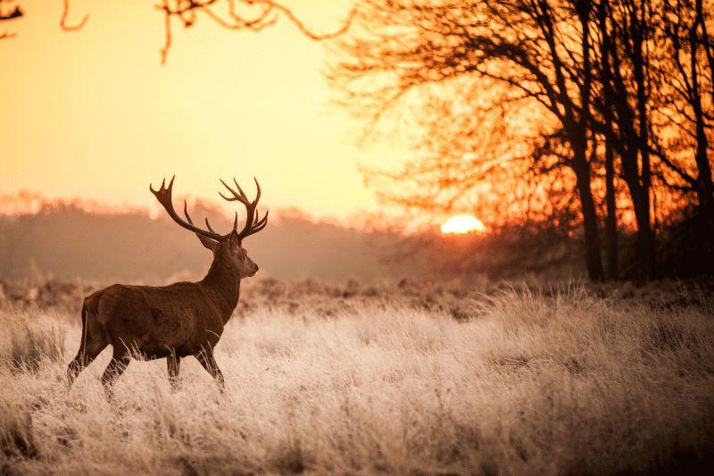 Deer #013
