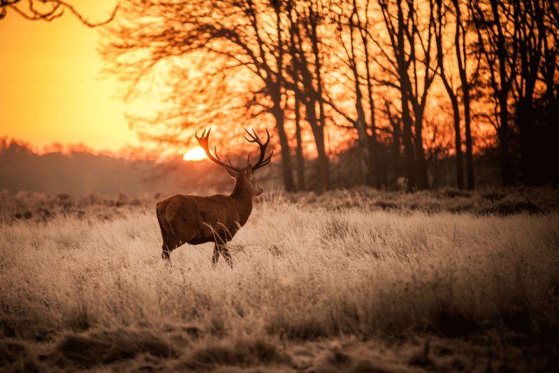 Deer #014