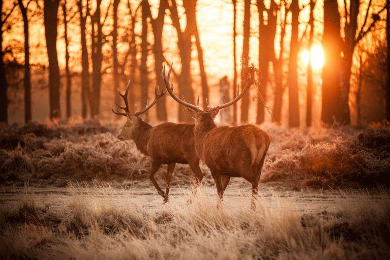 Deer #015