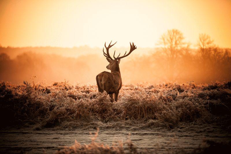 Deer #016
