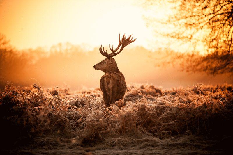 Deer #017