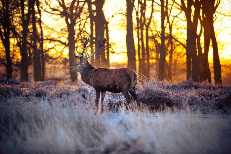 Deer #018