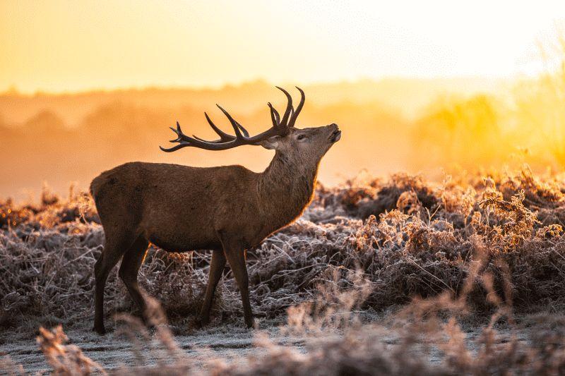 Deer #019