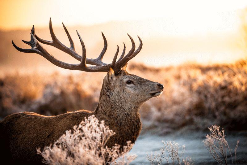 Deer #020