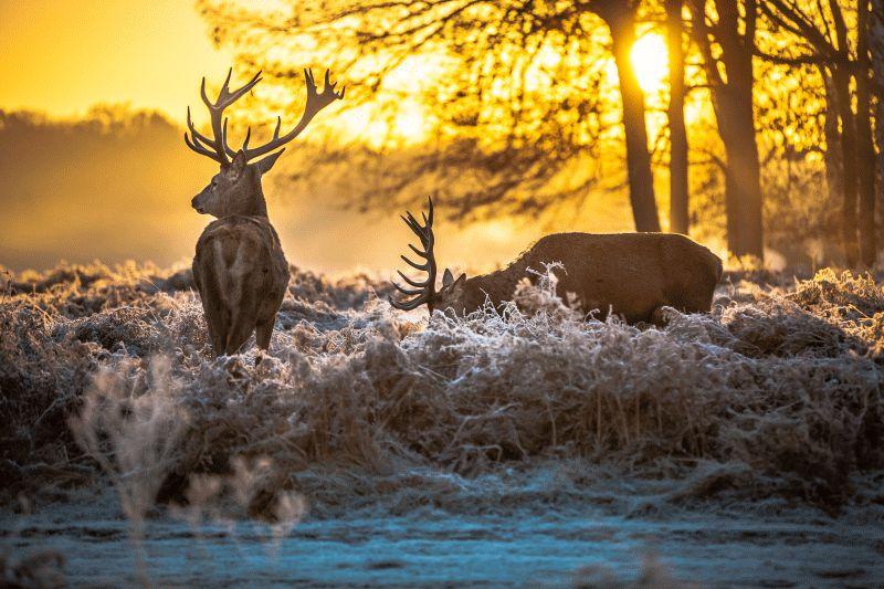 Deer #022