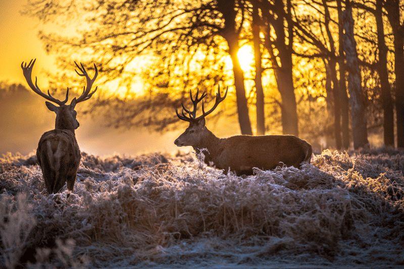 Deer #023