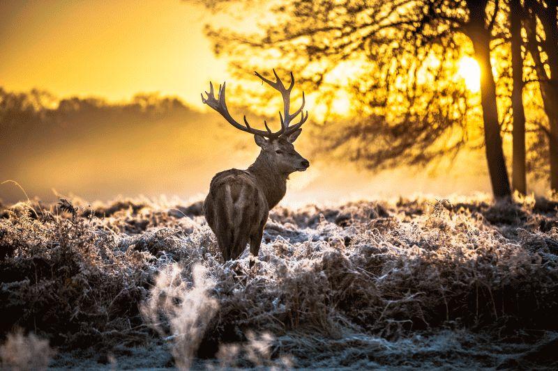 Deer #024