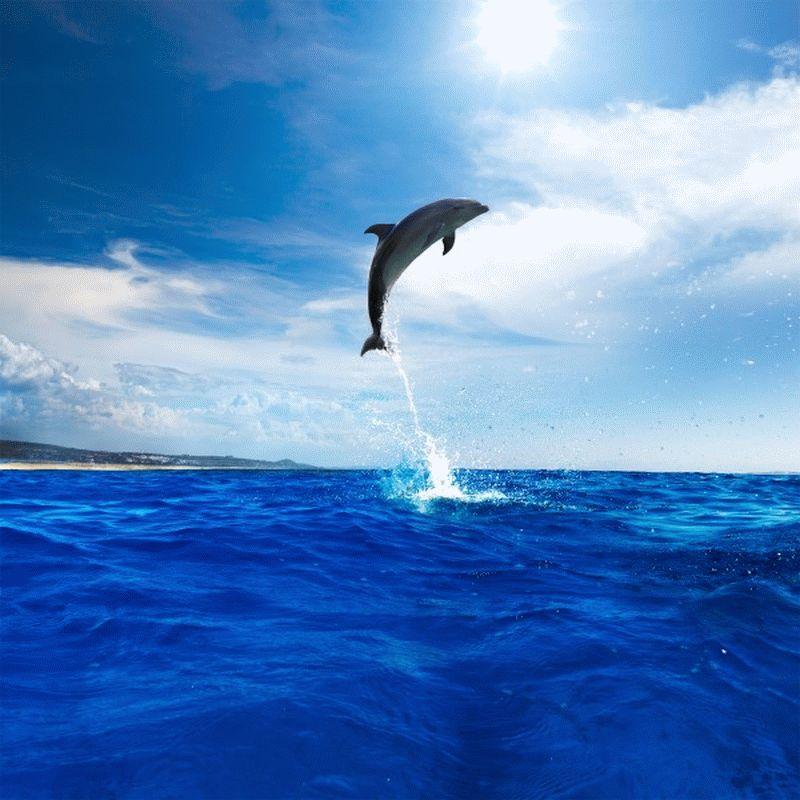 Dolphin #001