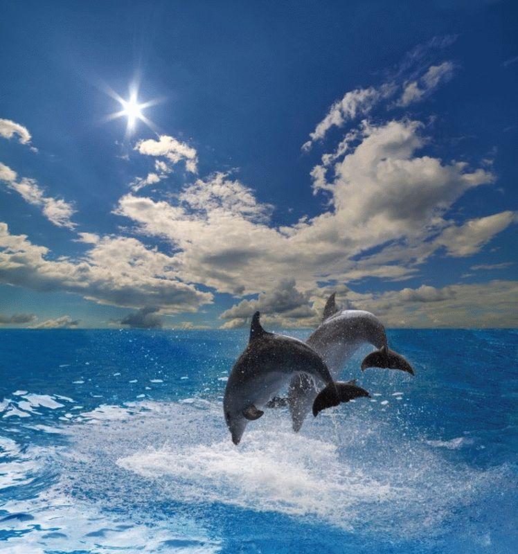 Dolphin #002