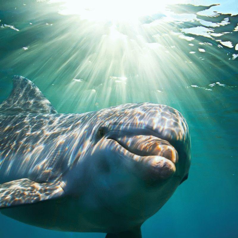 Dolphin #003