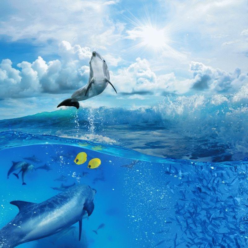 Dolphin #004