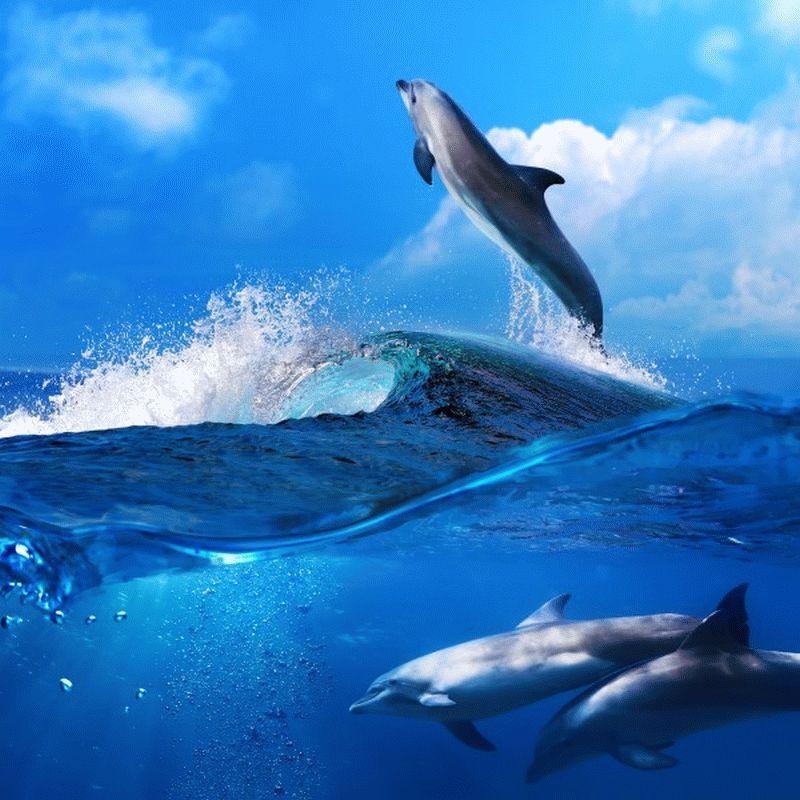 Dolphin #005