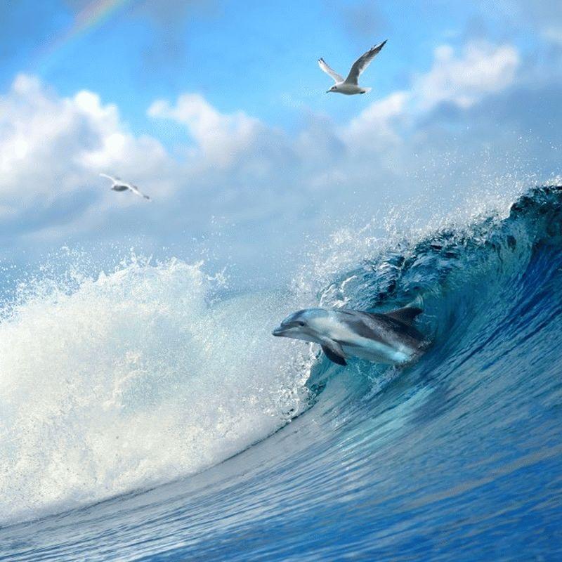 Dolphin #006