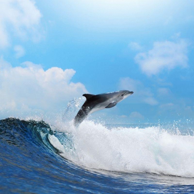 Dolphin #007