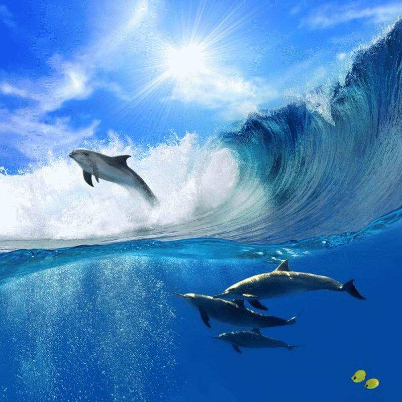 Dolphin #008