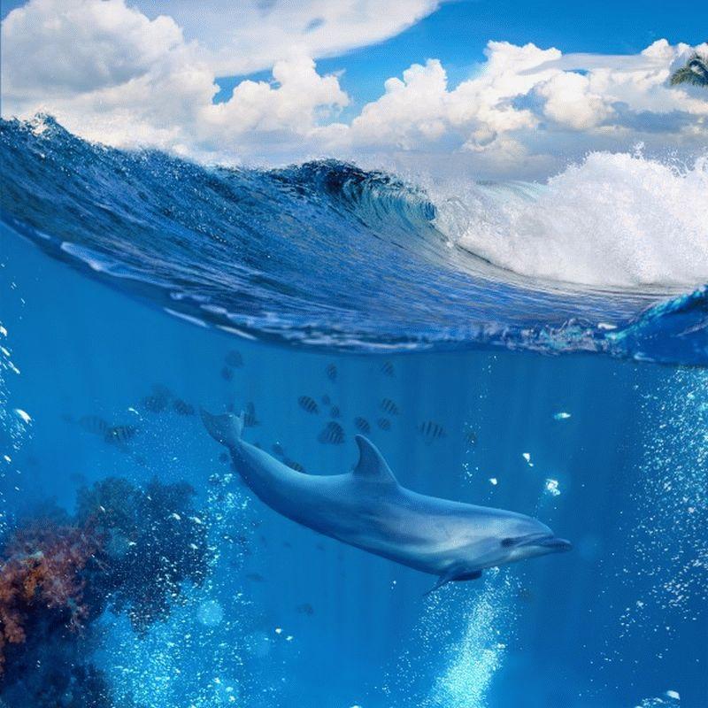Dolphin #009