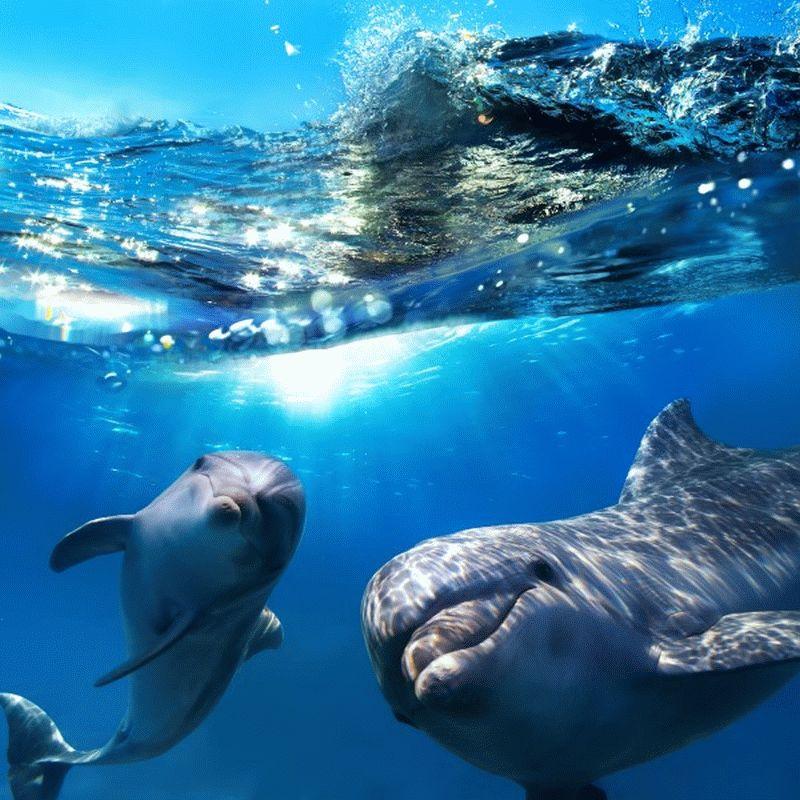 Dolphin #010