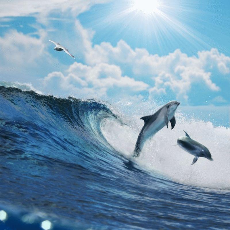 Dolphin #011