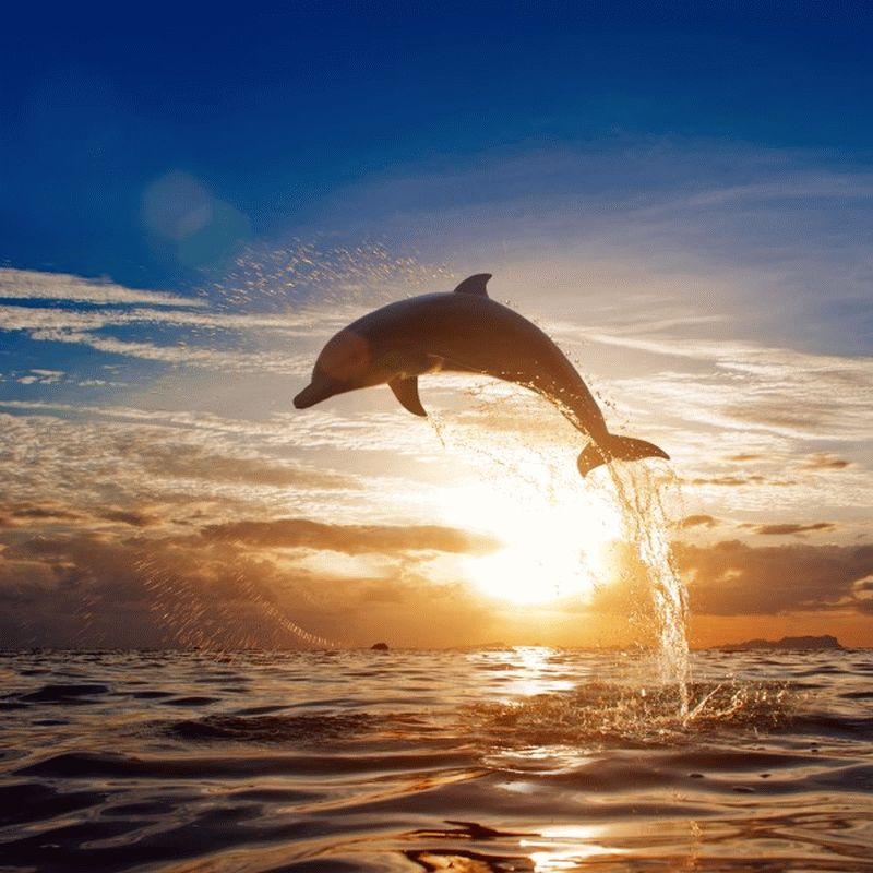 Dolphin #012