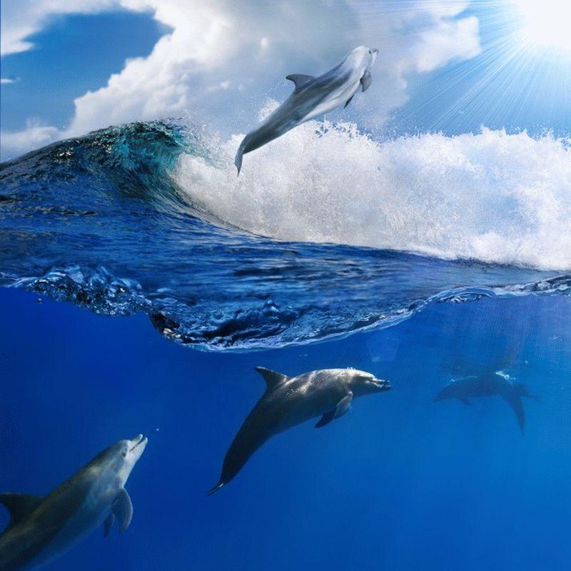Dolphin #013
