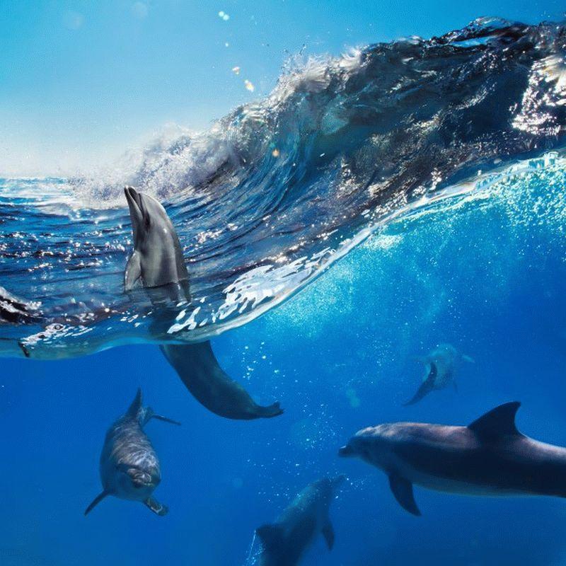 Dolphin #014