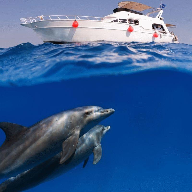Dolphin #016