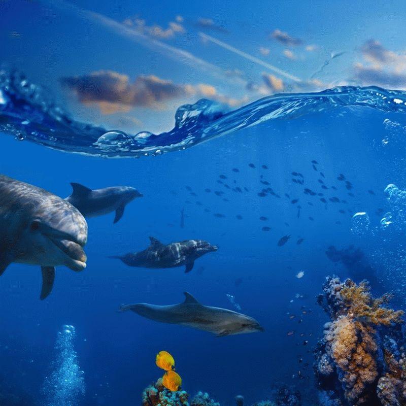 Dolphin #018