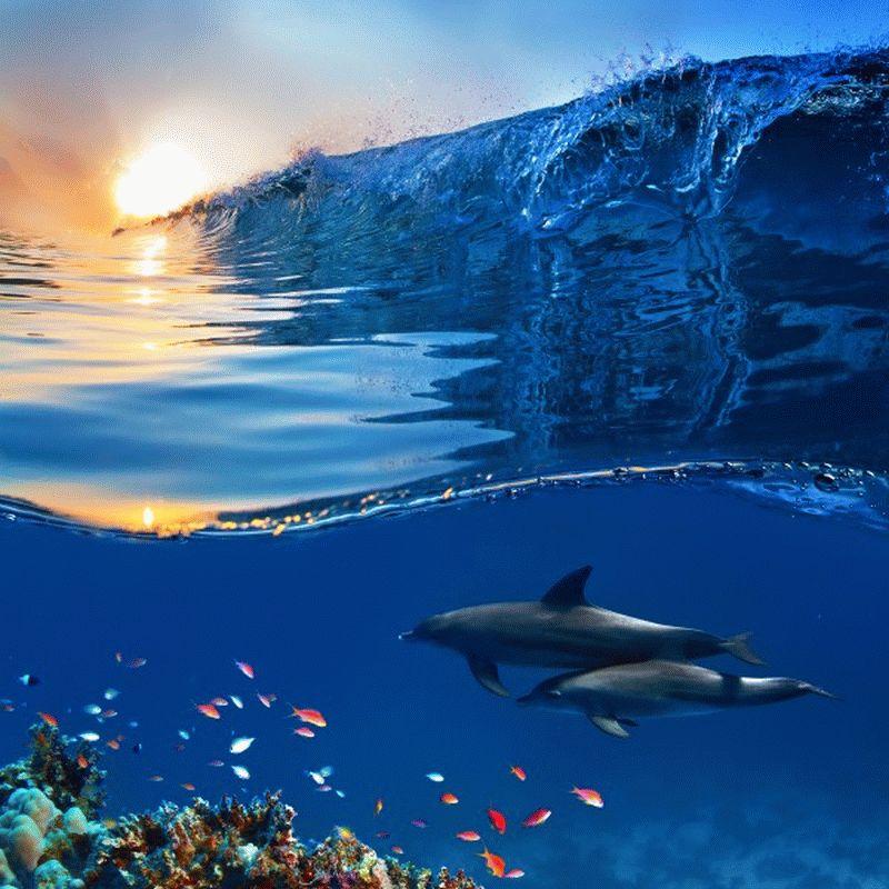 Dolphin #019