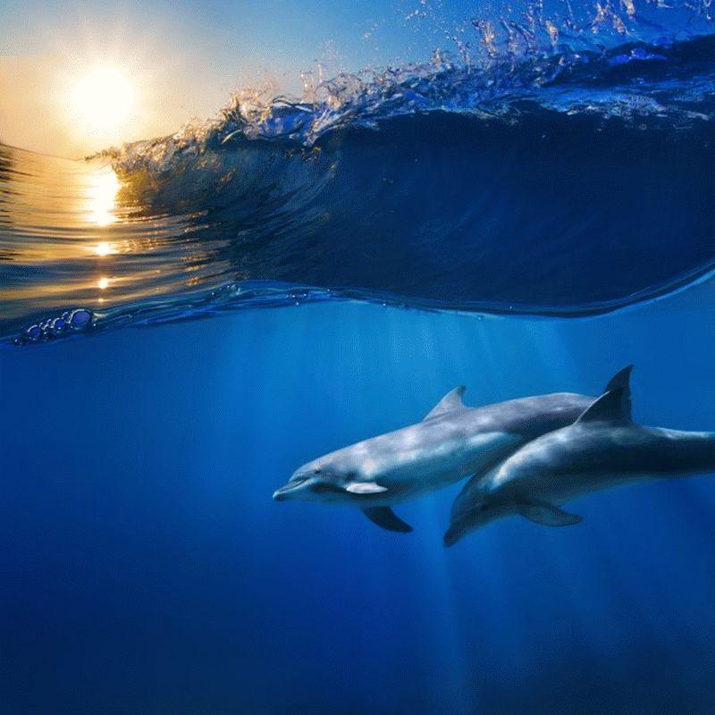 Dolphin #020