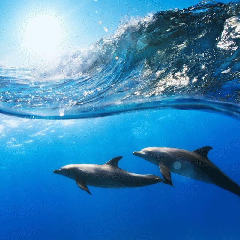 Dolphin #021