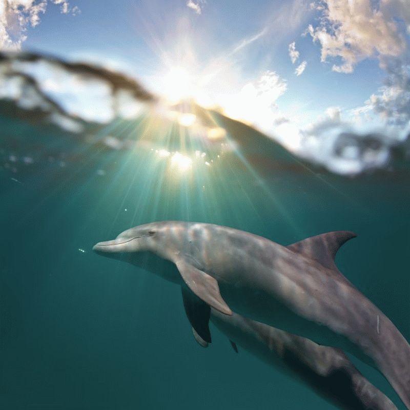 Dolphin #023