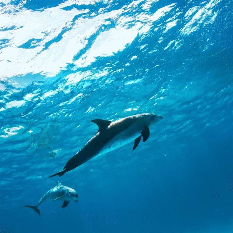 Dolphin #024