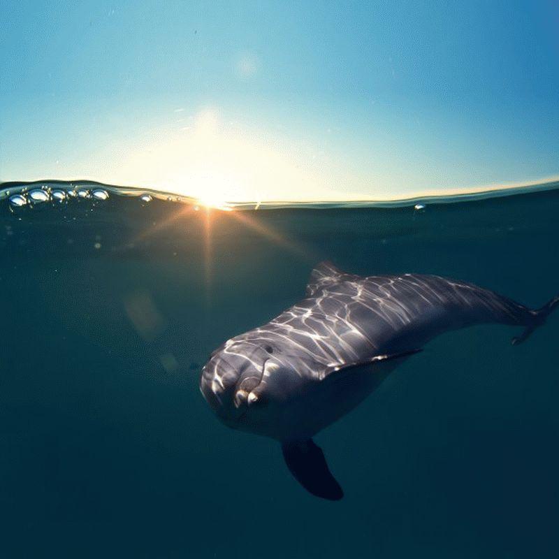 Dolphin #025