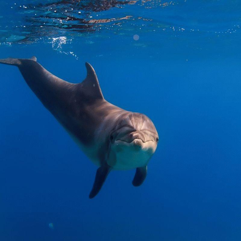 Dolphin #026