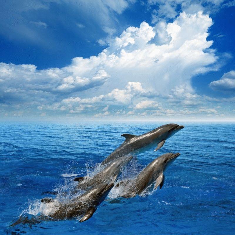 Dolphin #027