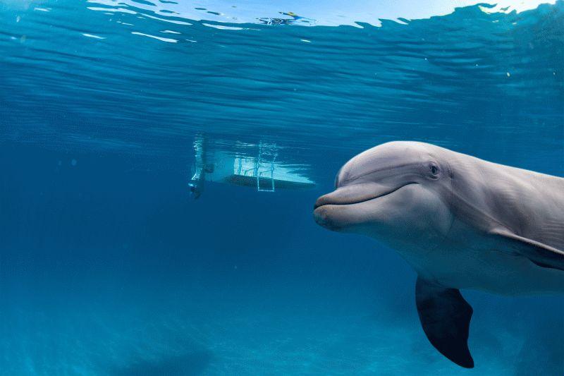 Dolphin #028