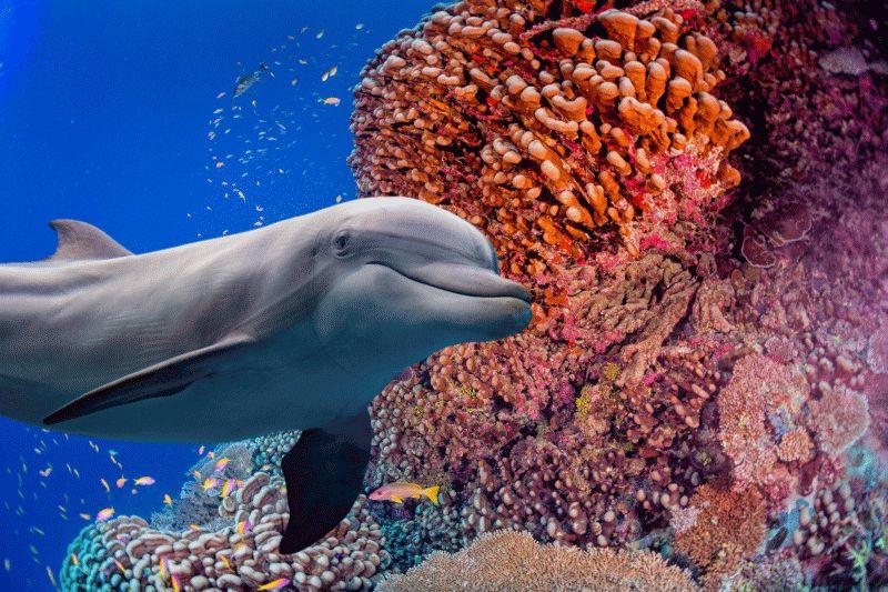 Dolphin #029
