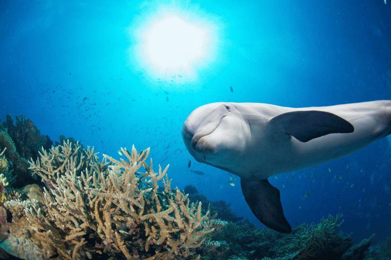 Dolphin #032