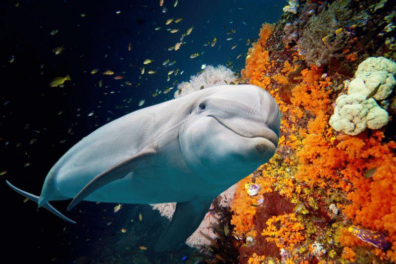 Dolphin #033